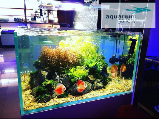 Tips on keeping Aquatic Plants