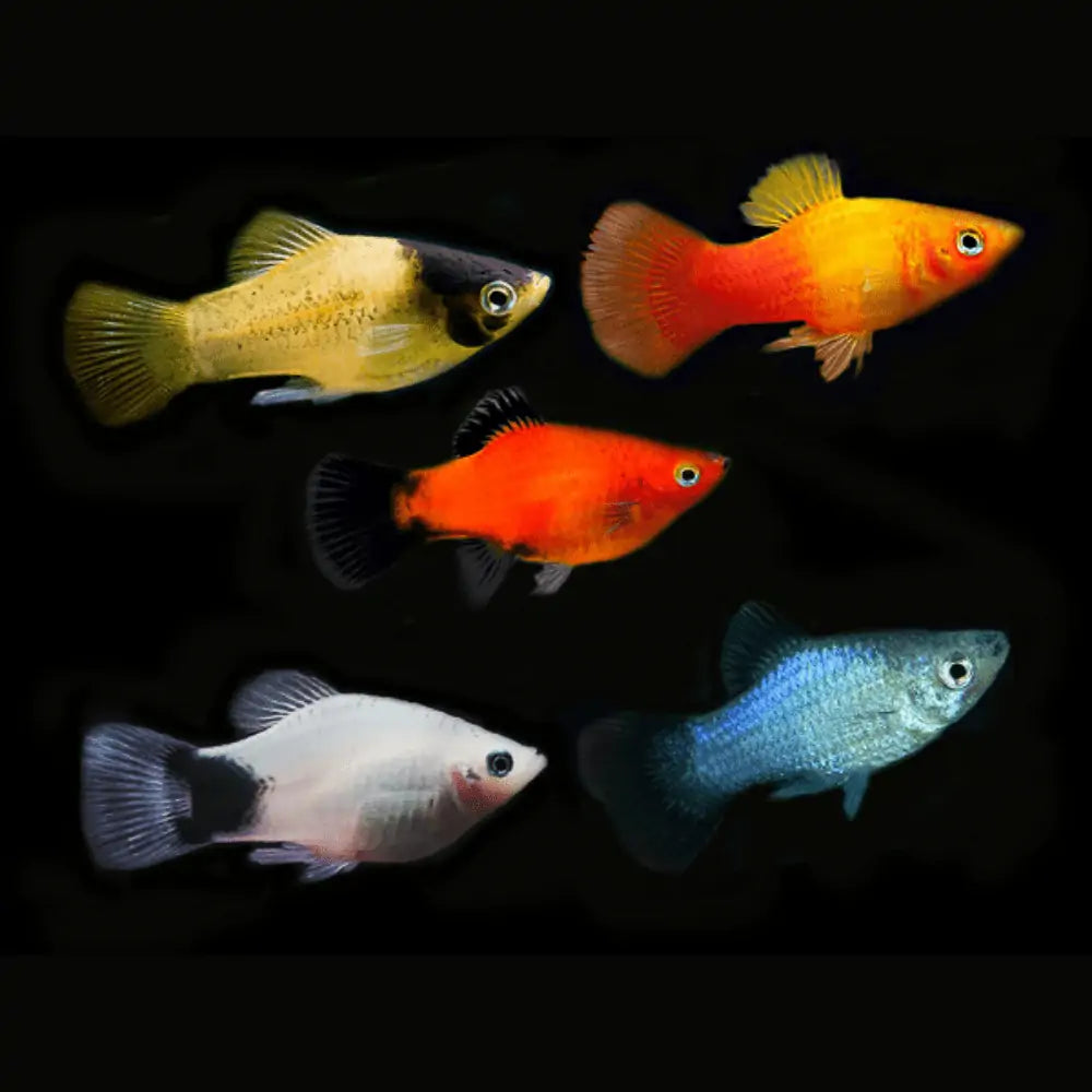 Freshwater Platy Aquarium Gallery freshwater-platy-aquarium-gallery
