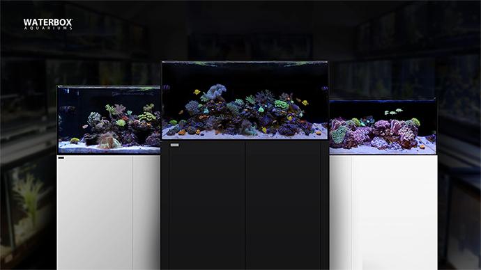 Marine Waterbox Aquarium Gallery