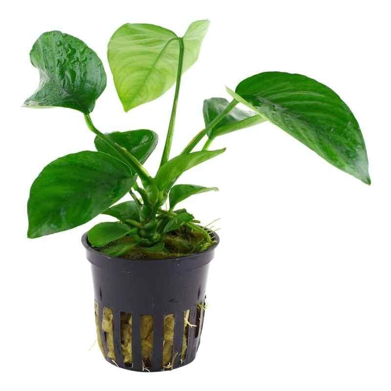 All Freshwater Plants