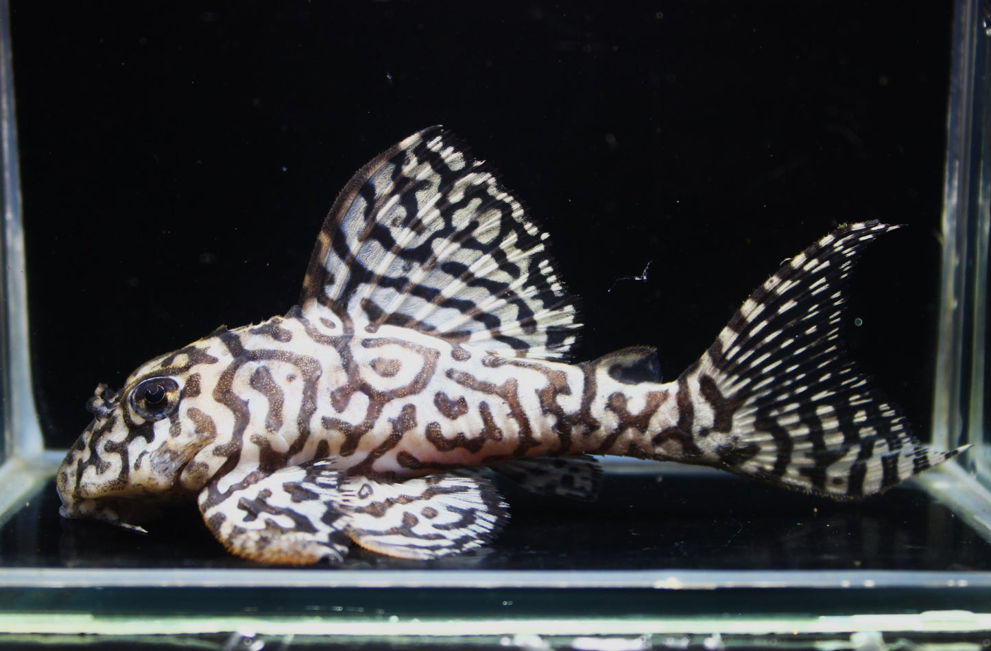 Pleco - Zebra L236 Adult 4.5"