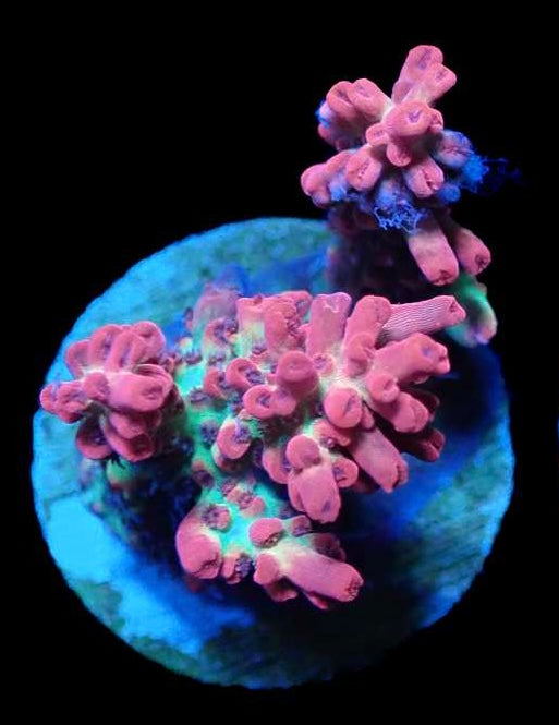 WYSIWYG Acropora Frag Microcladus (SPS)