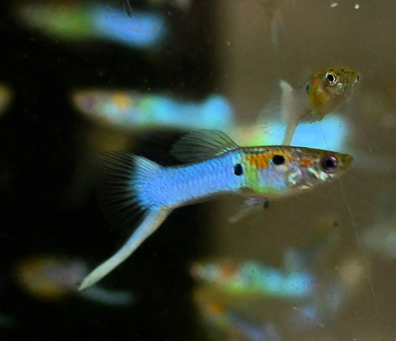 Guppy Japanese Blue - various