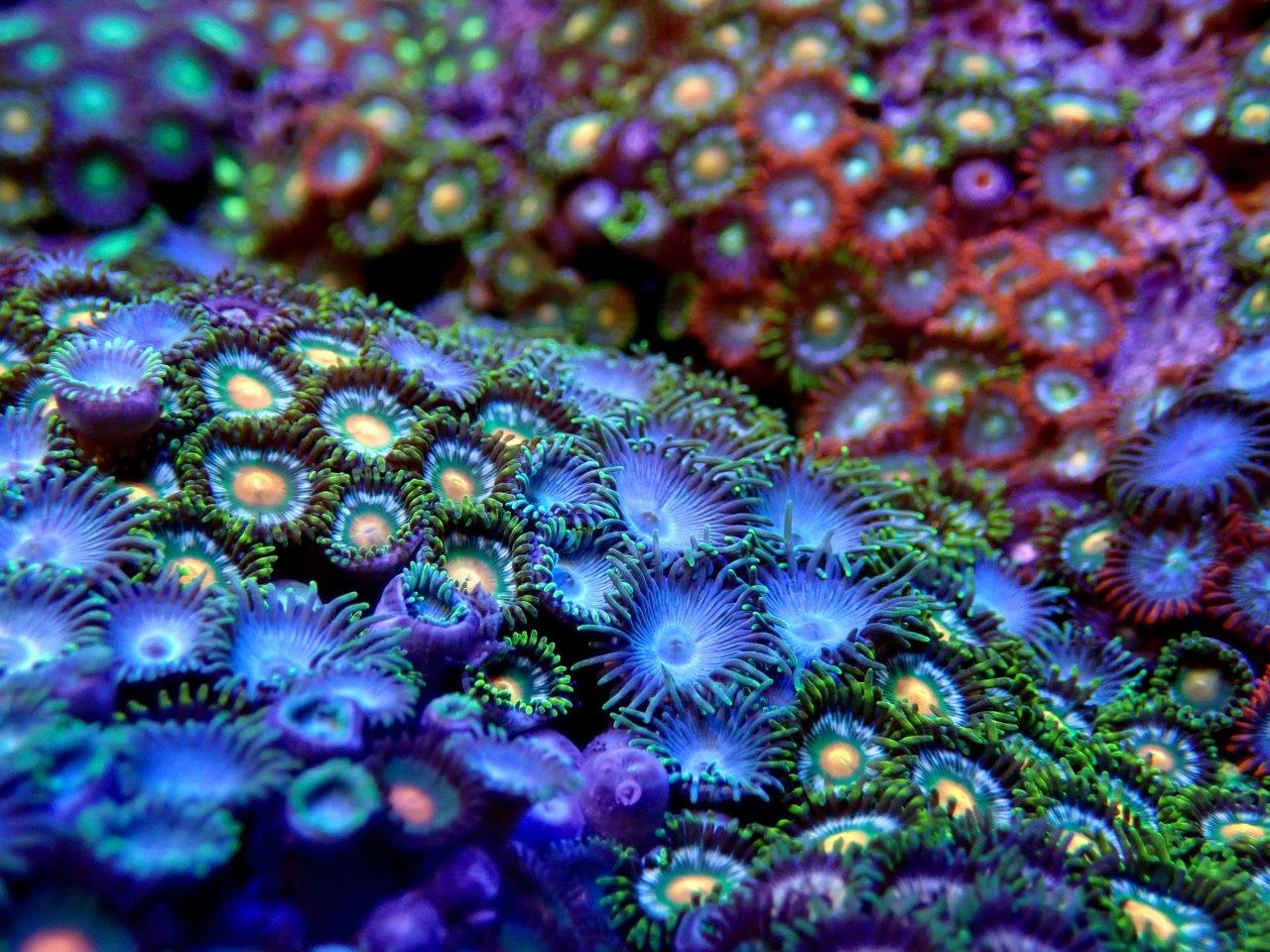 Zoanthid Wild Rainbow Rocks 12-15cm