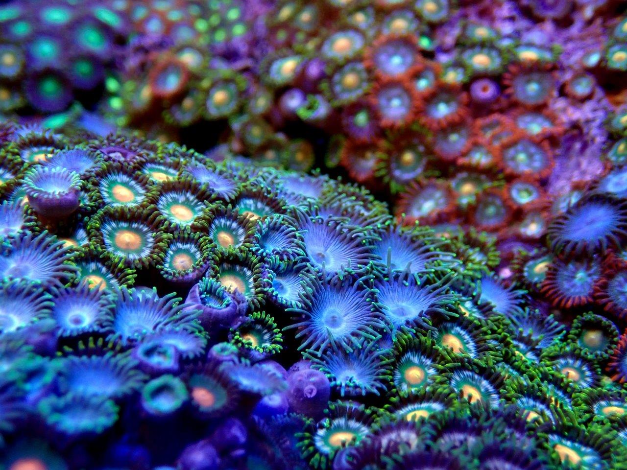 Zoanthid Wild Rainbow Rocks 3-4"