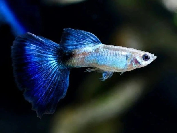 Guppy Blue Queen Male