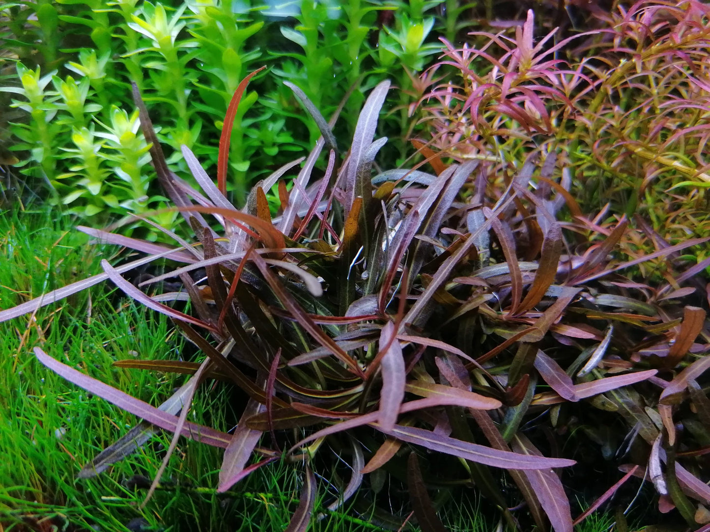 Hygrophila sp. "Araguaia" (Rare)