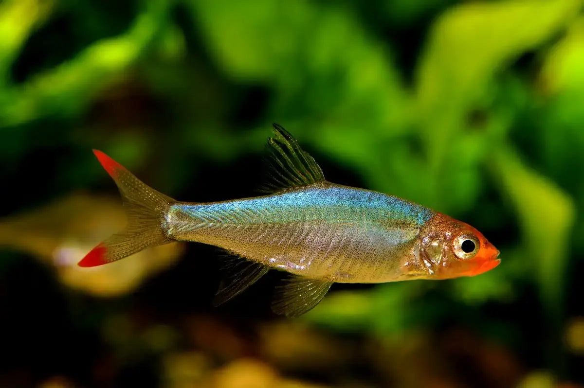 Rasbora Burmese Rummynose