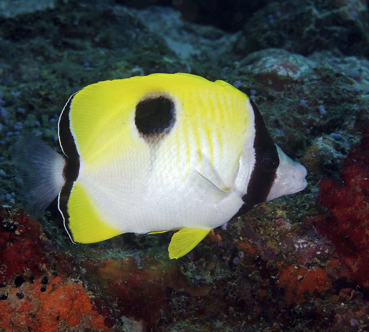 Butterflyfish - Teardrop (Chaetodon unimaculatus)