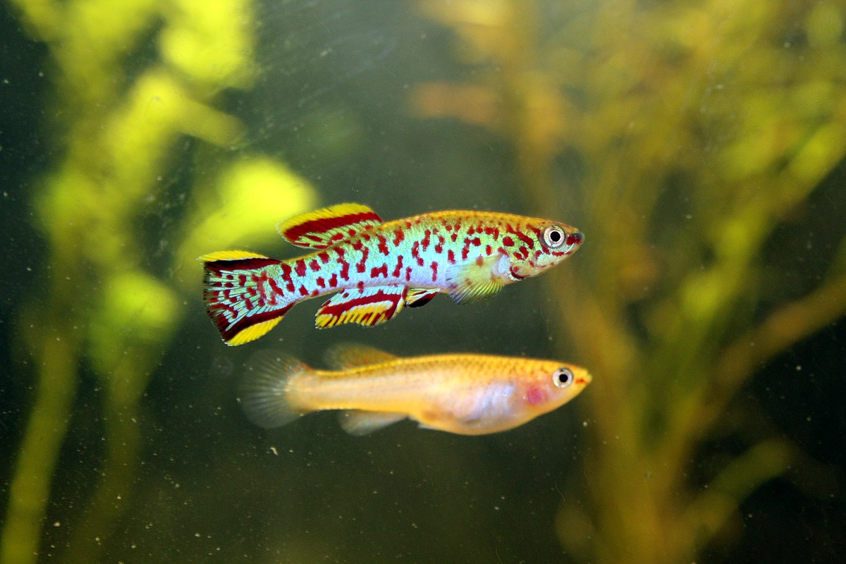 Killifish - Steel Blue Gardneri  (Aphyosemion gardneri)