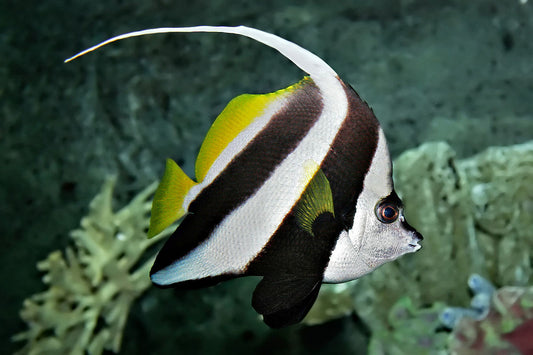 Bannerfish - Schooling *Reef Safe* "Rare"