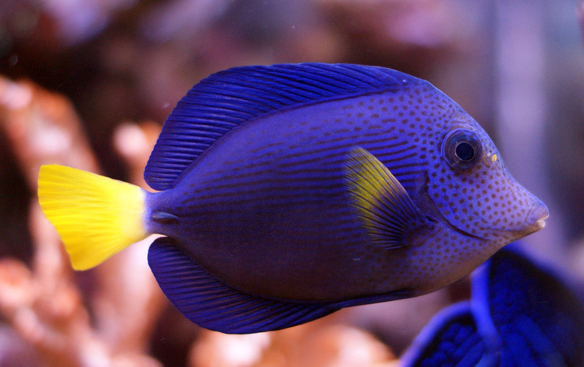 Tang Purple (Zebrasoma xanthurus) "Very Rare"