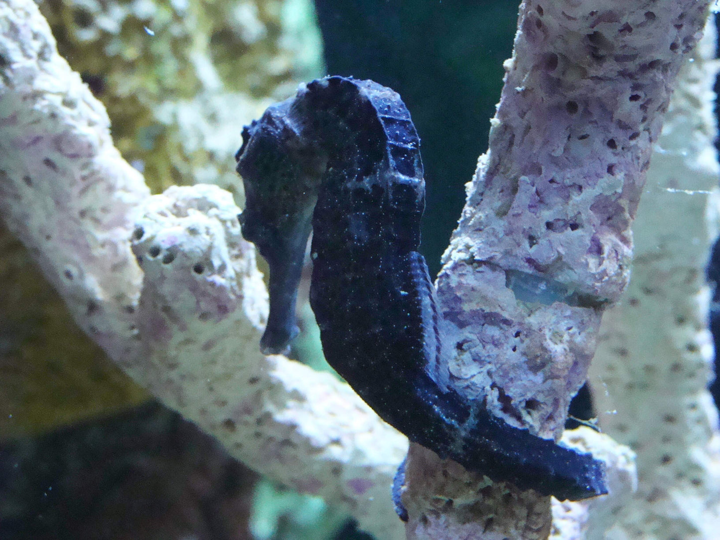 Seahorse - Kuda (Hippocampus kuda) *Captive Bred*