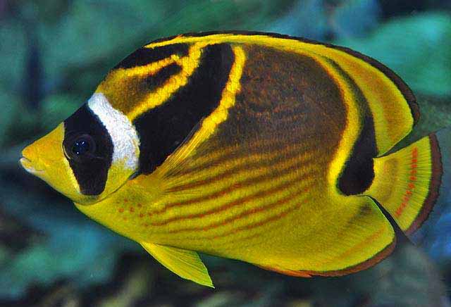 Raccoon Butterfly (Chaetodon lunula)