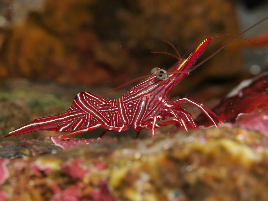 Shrimp Camel/Hingebeak (Rhynchocinetes durbanensis)