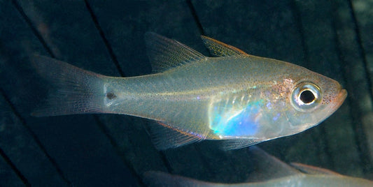 Cardinalfish - Glass Fish (Zoramia fragilis)