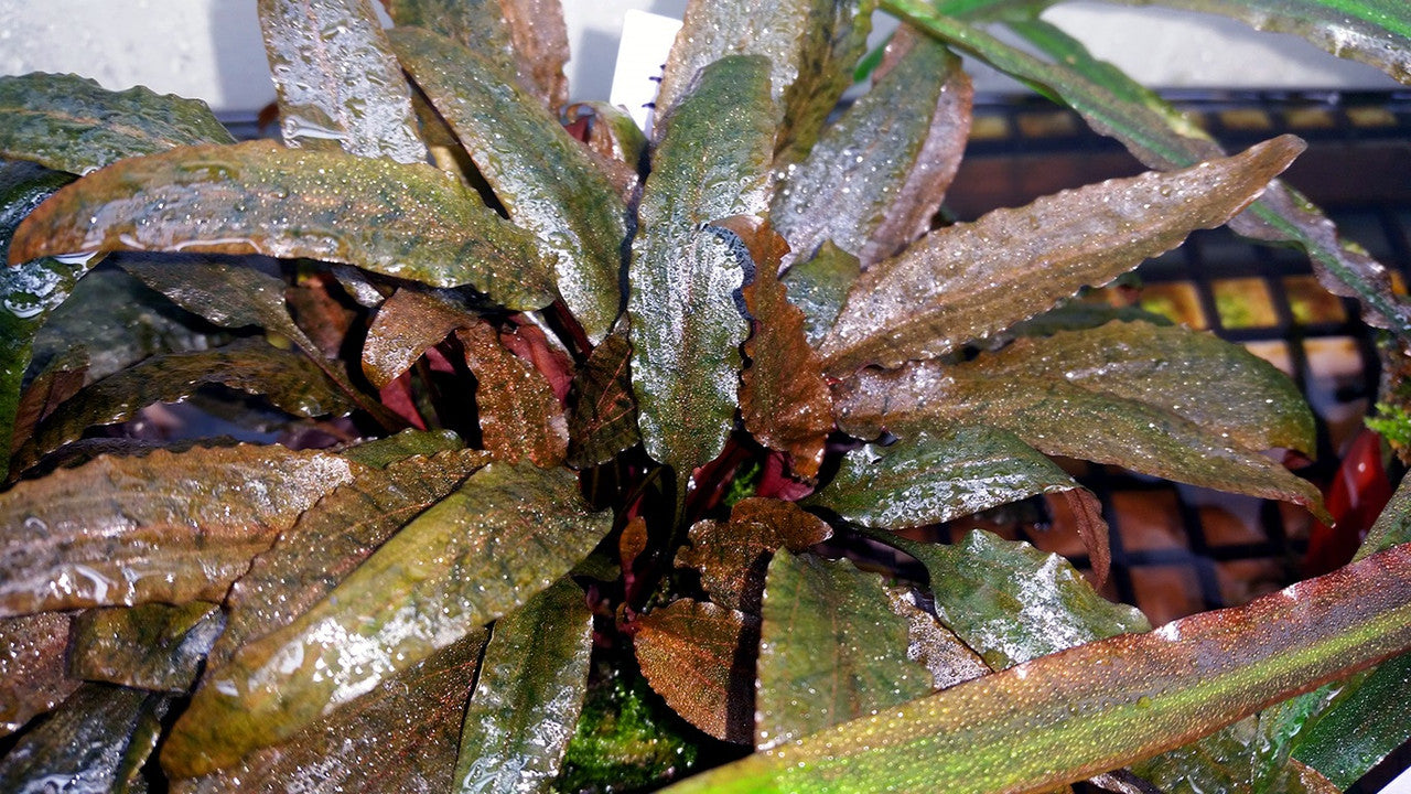 Cryptocoryne wendtii "Brown" - mesh pot