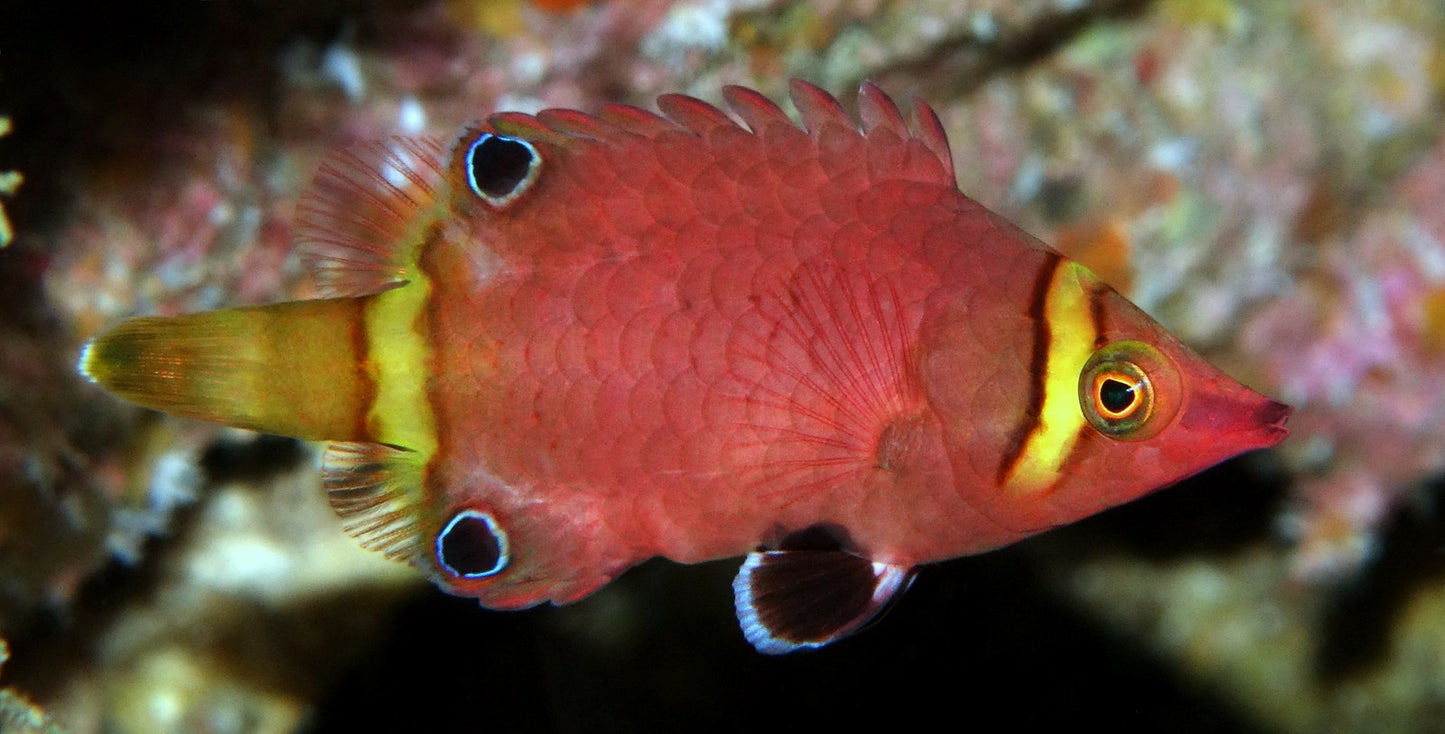 Wrasse - Possum Yellow Band "Very Rare"