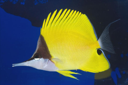 Butterflyfish - Long Nose