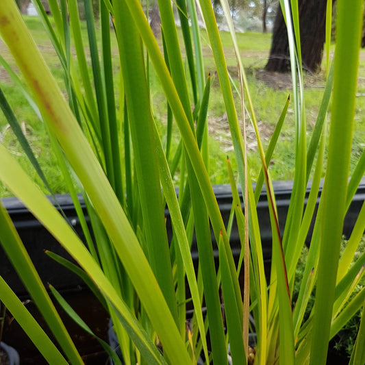 Acornis gramineus (Green Rush)  - *Bog Plant - Not True Aquatic*