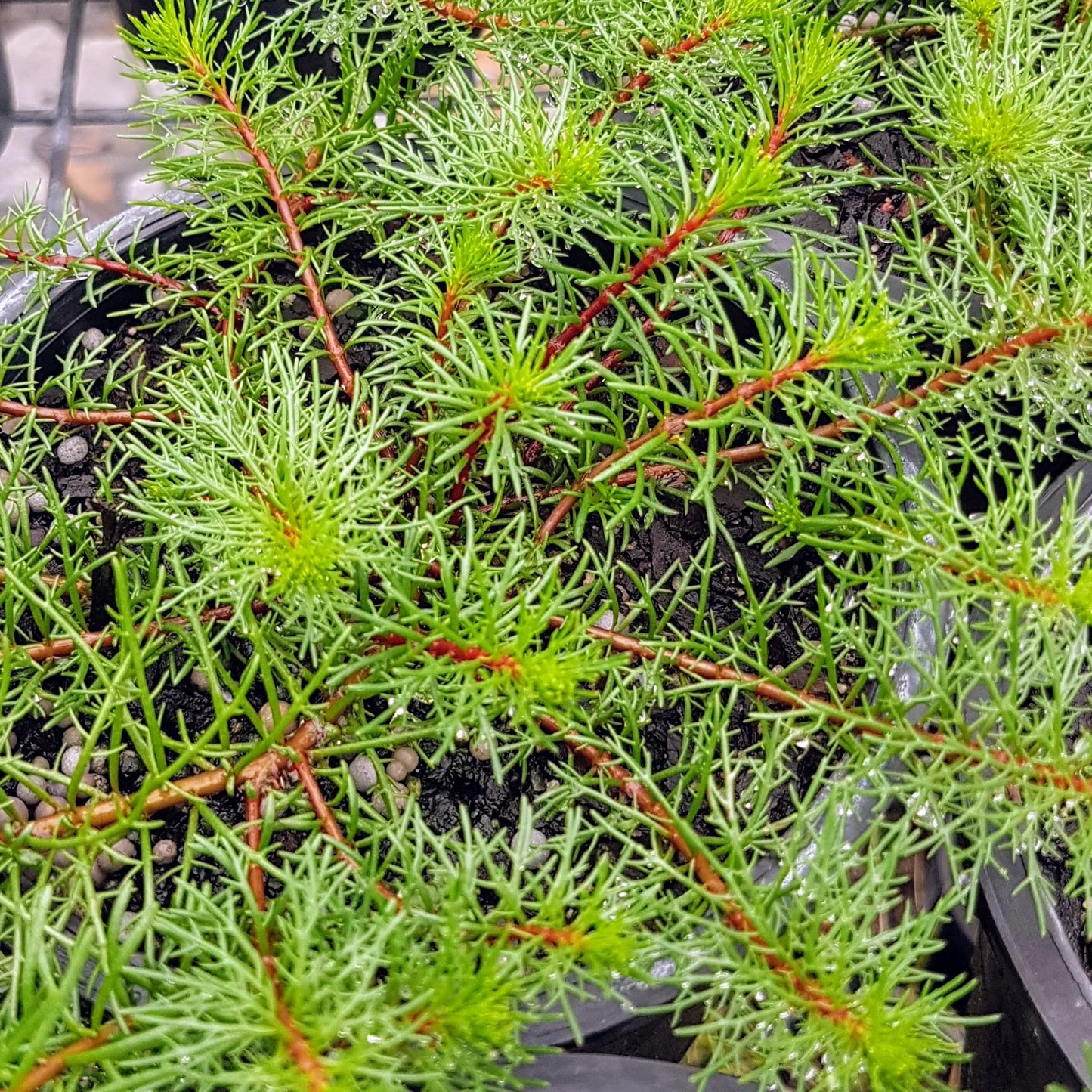 Milfoil - Red Stem (Myriophyllum papillosum)