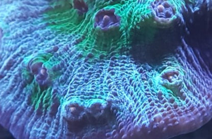 Chalice Corals (Echinophyllia, Oxypora, Mycedium sp.)
