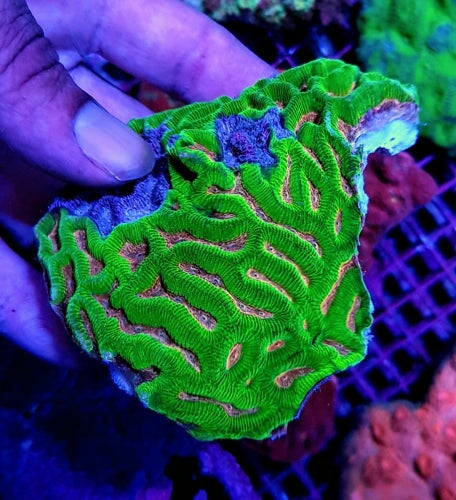 Maze Corals (Platygyra sp.)