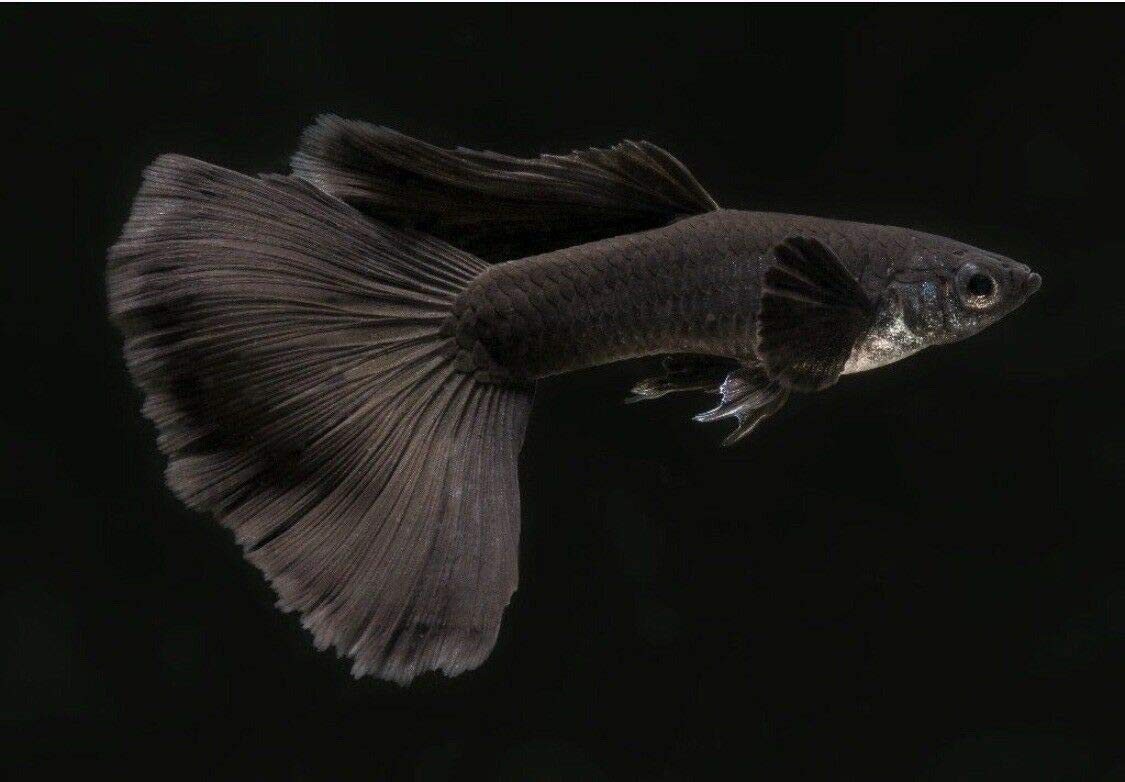 Guppy Moscow Male