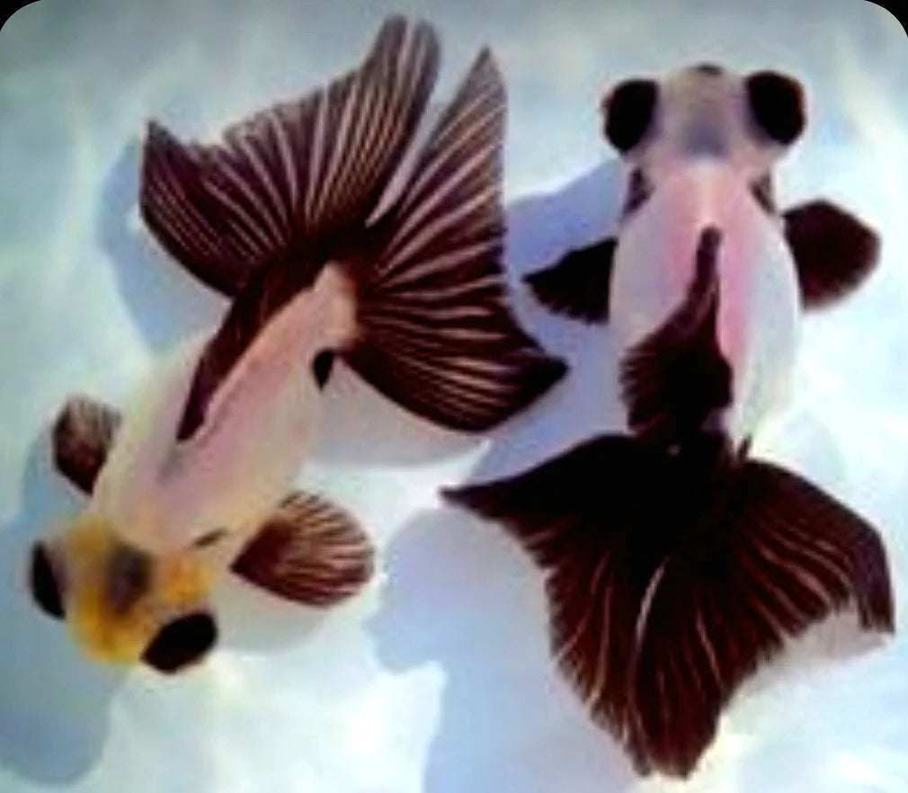 Goldfish - Butterfly Tail
