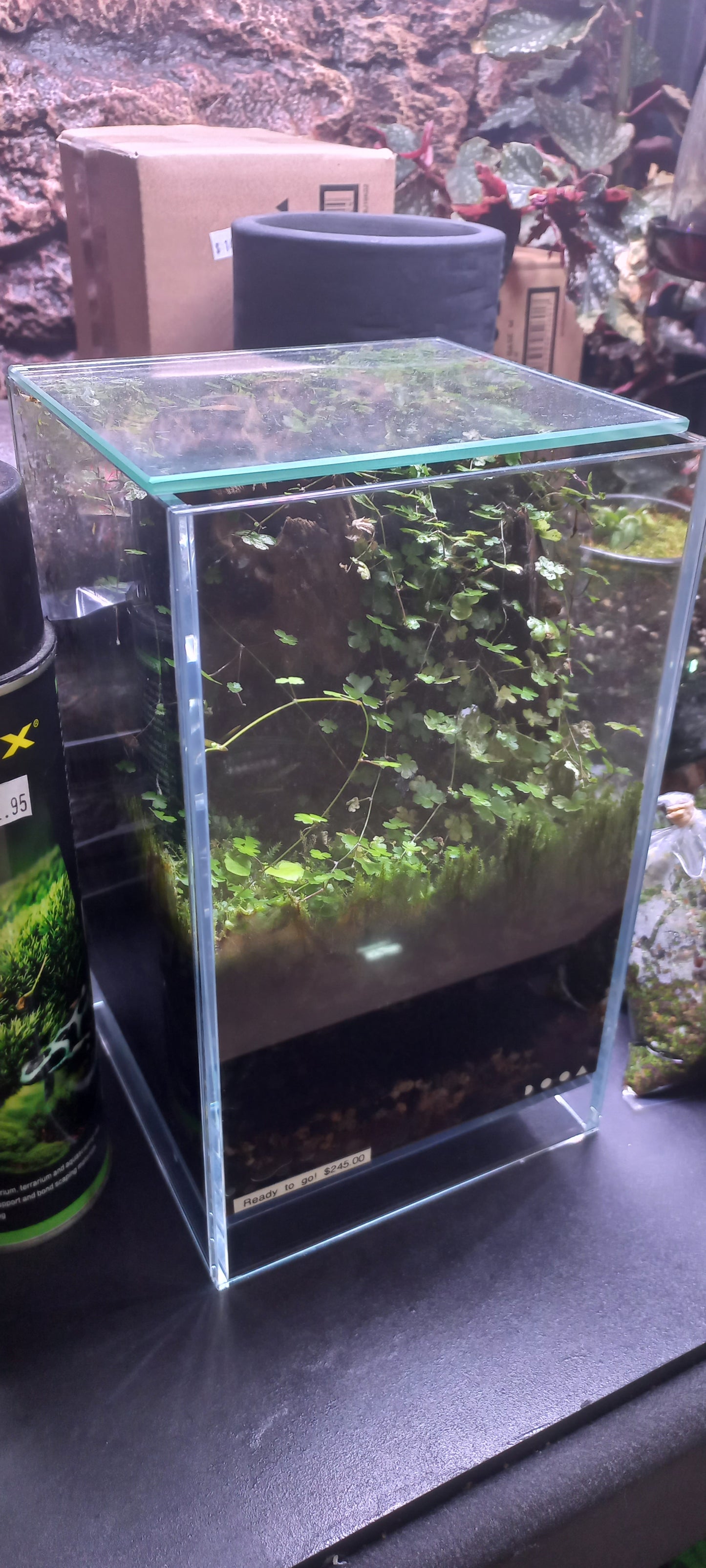 ADA DOOA Neo Glass Air Complete Small Plant/Moss Display