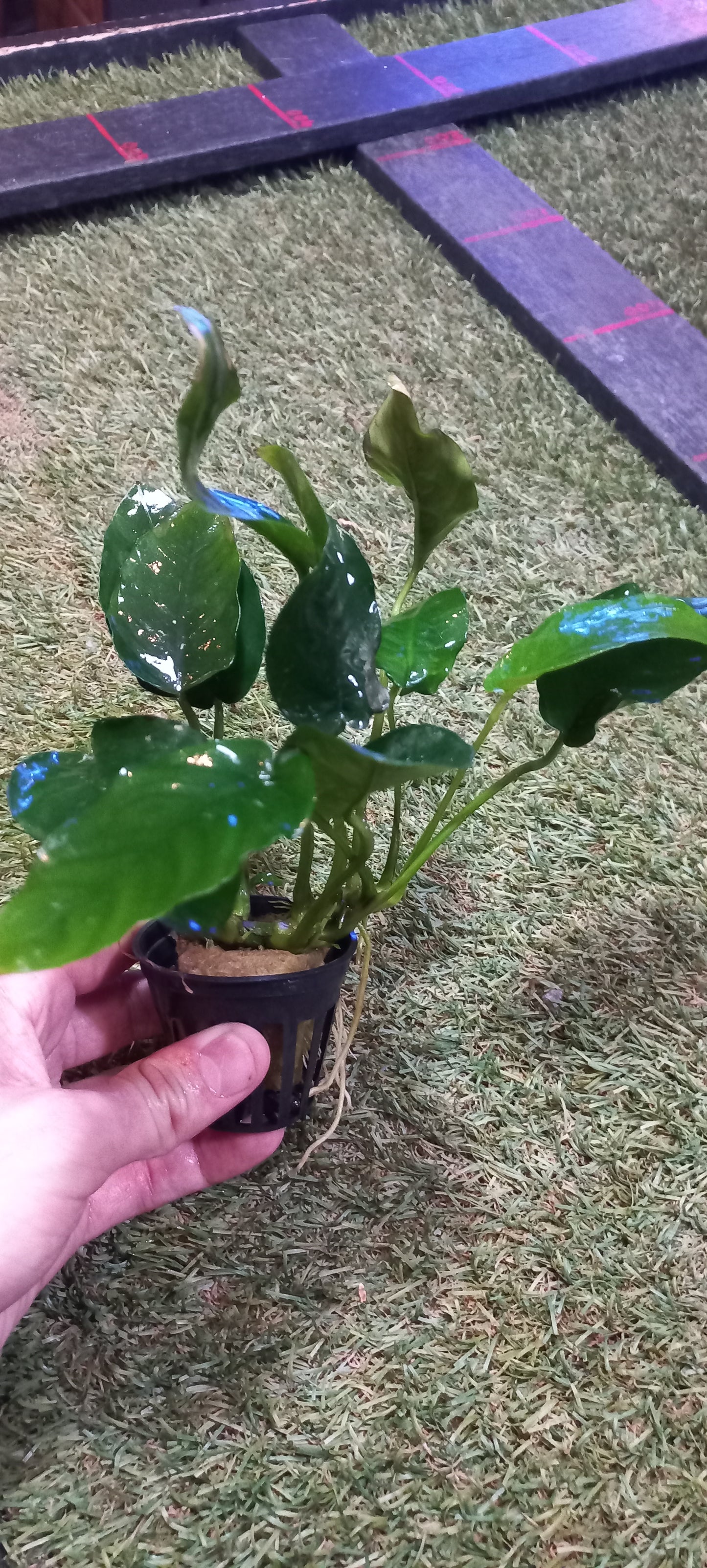 Anubias barteri (Various Size)