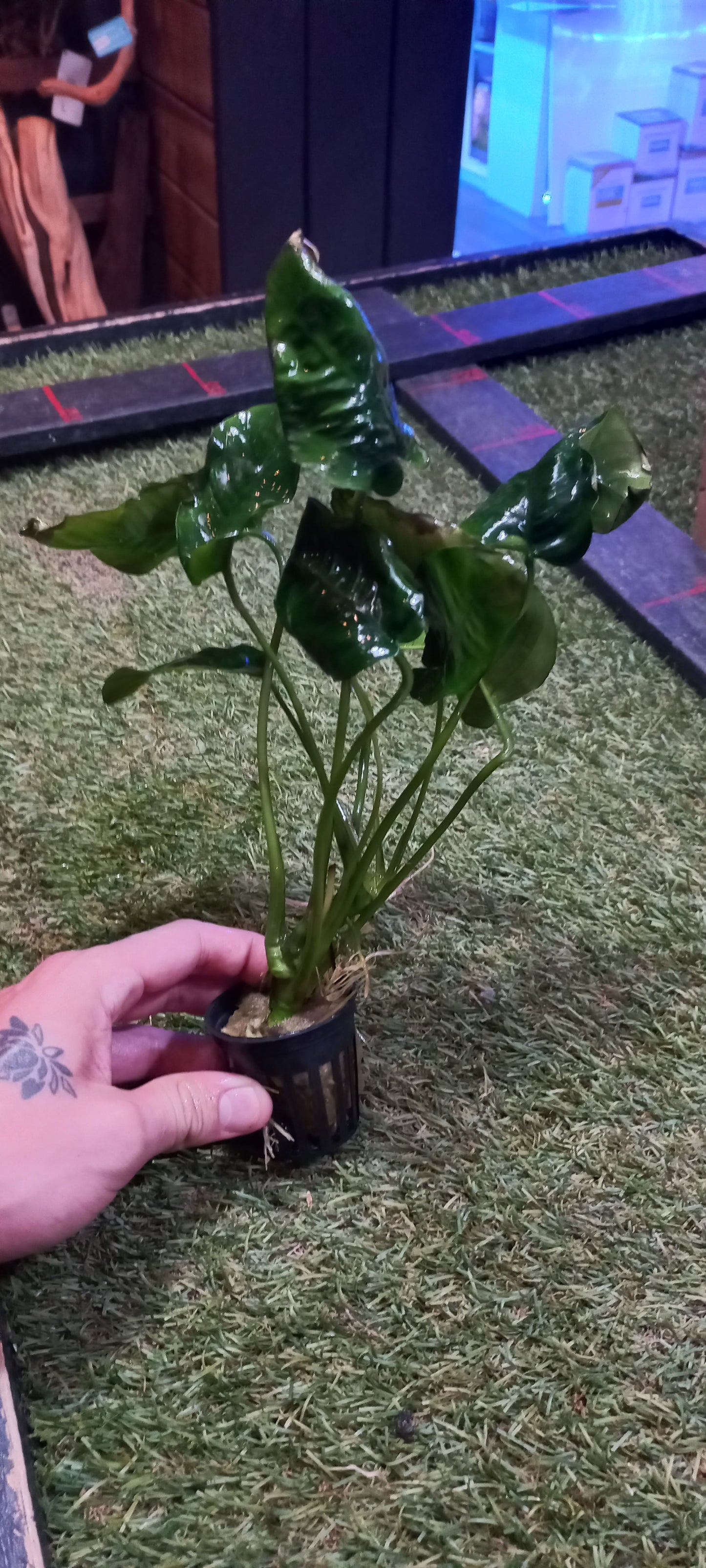 Anubias barteri (Various Size)