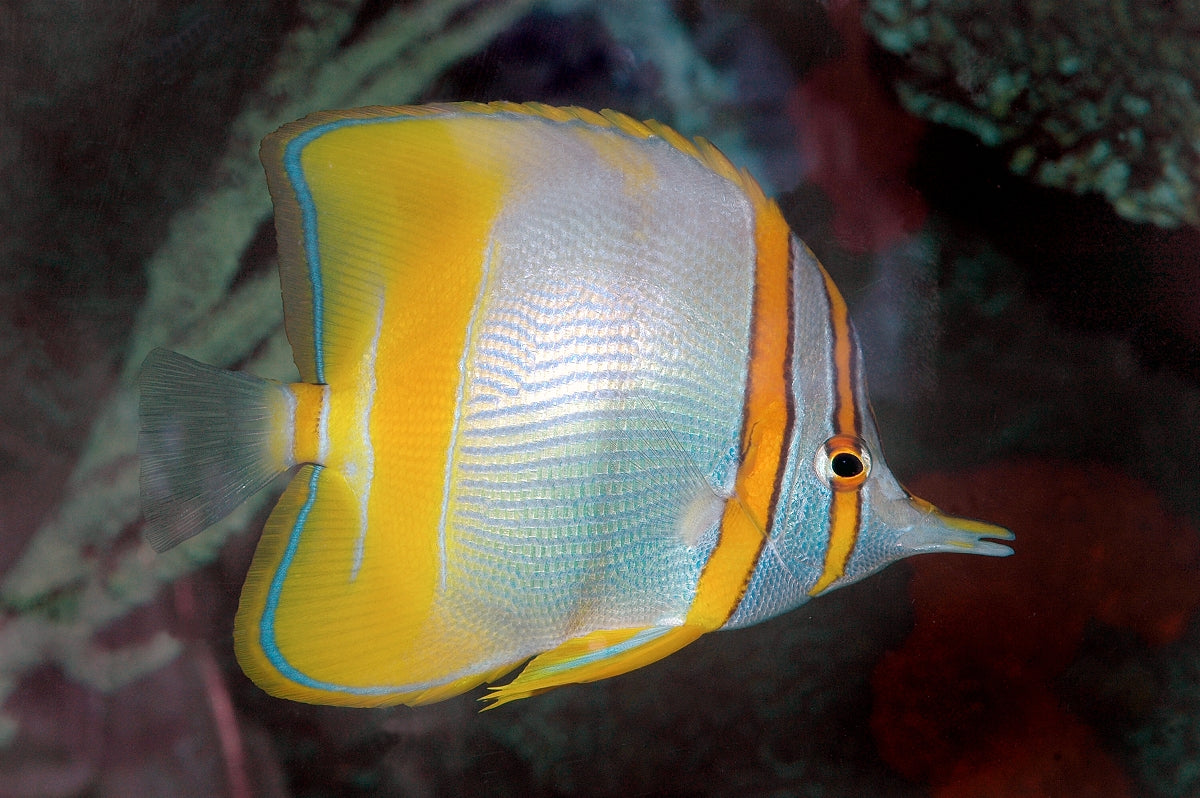 Butterflyfish - Marginal