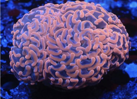 Euphyllia/Fimbriaphyllia POLYPS (Hammer, Torch, Frogspawn sp.)