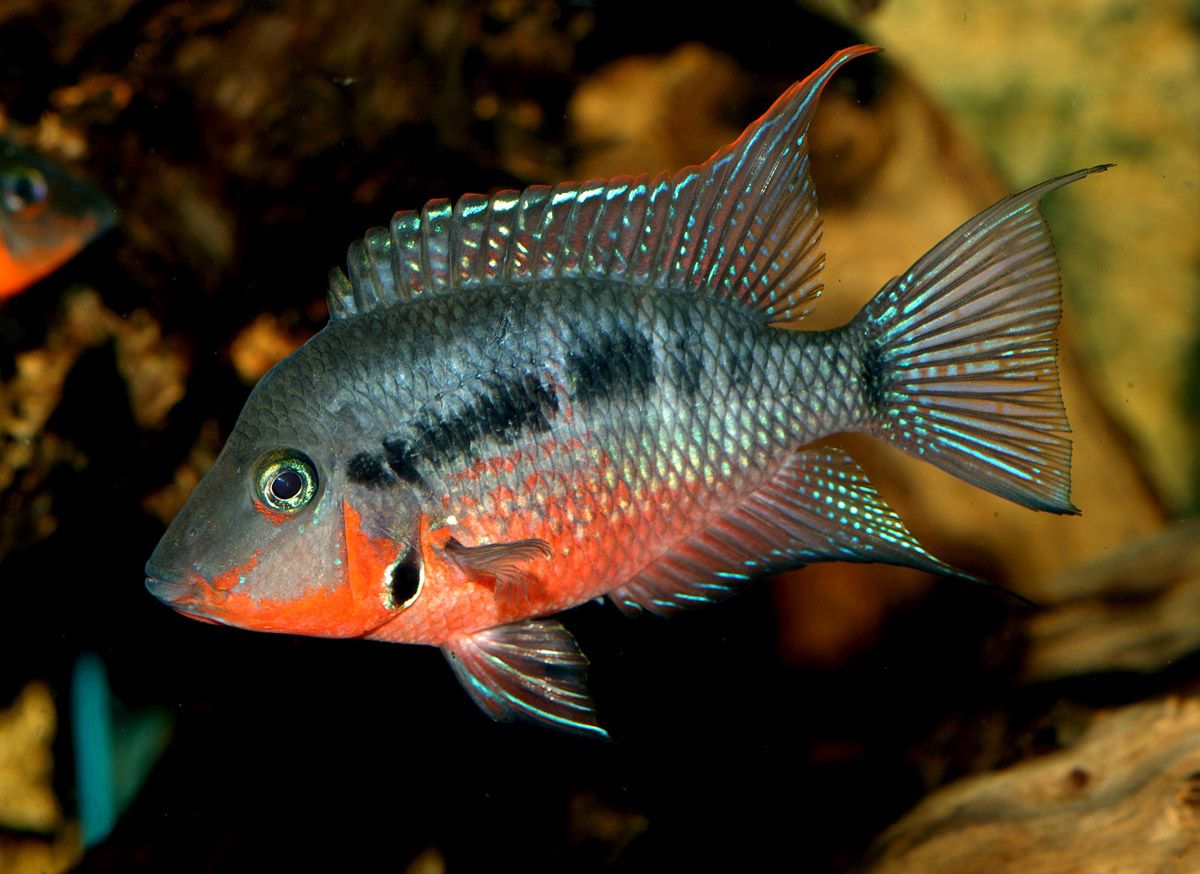 Cichlid - Firemouth (Thorichthys meeki)