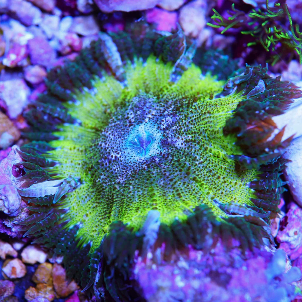 Anemone Rock Flower Mottled Green