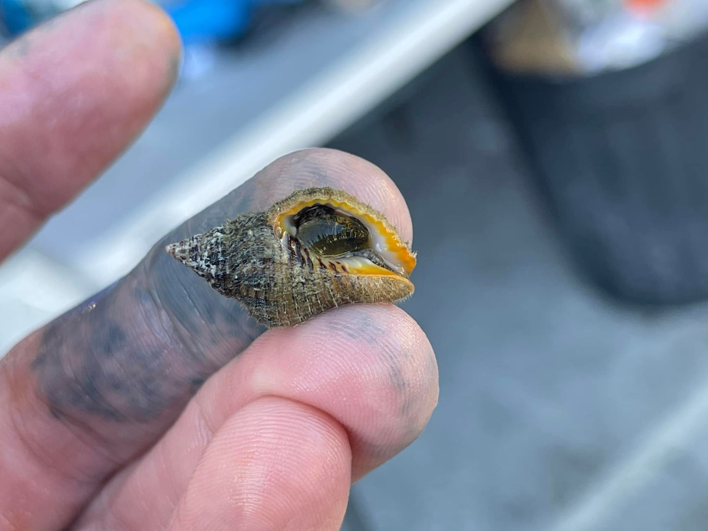 Snail Whelk (Cantharus sp.) "Rare"