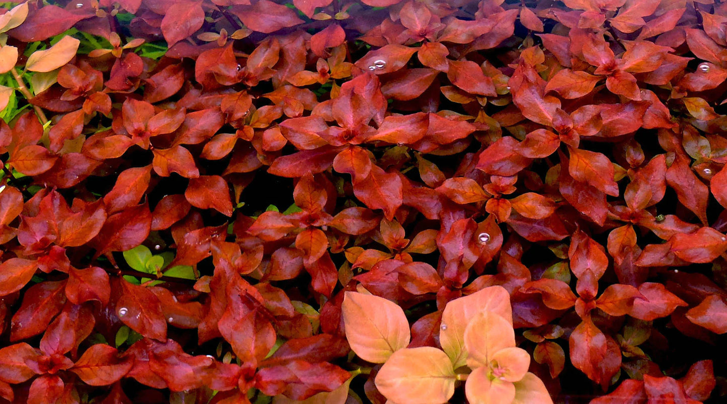 Ludwigia palustris var 'Super Mini Red'