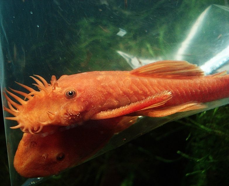 Pleco - Super Red Bristlenose (Ancistrus sp.)