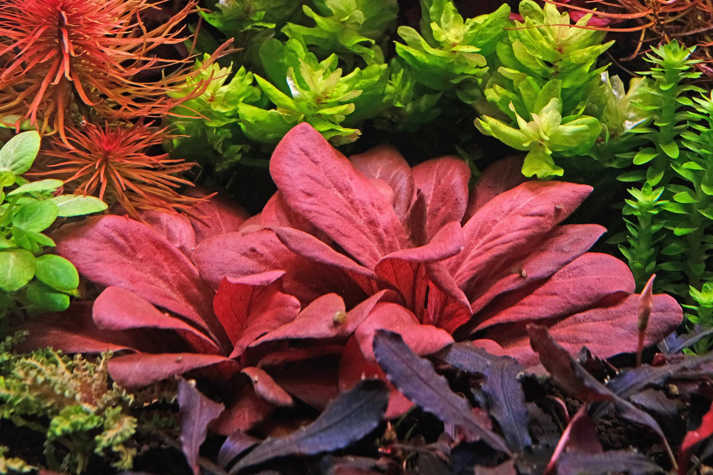 Water Rose (Lysimachia parvifolia) RED