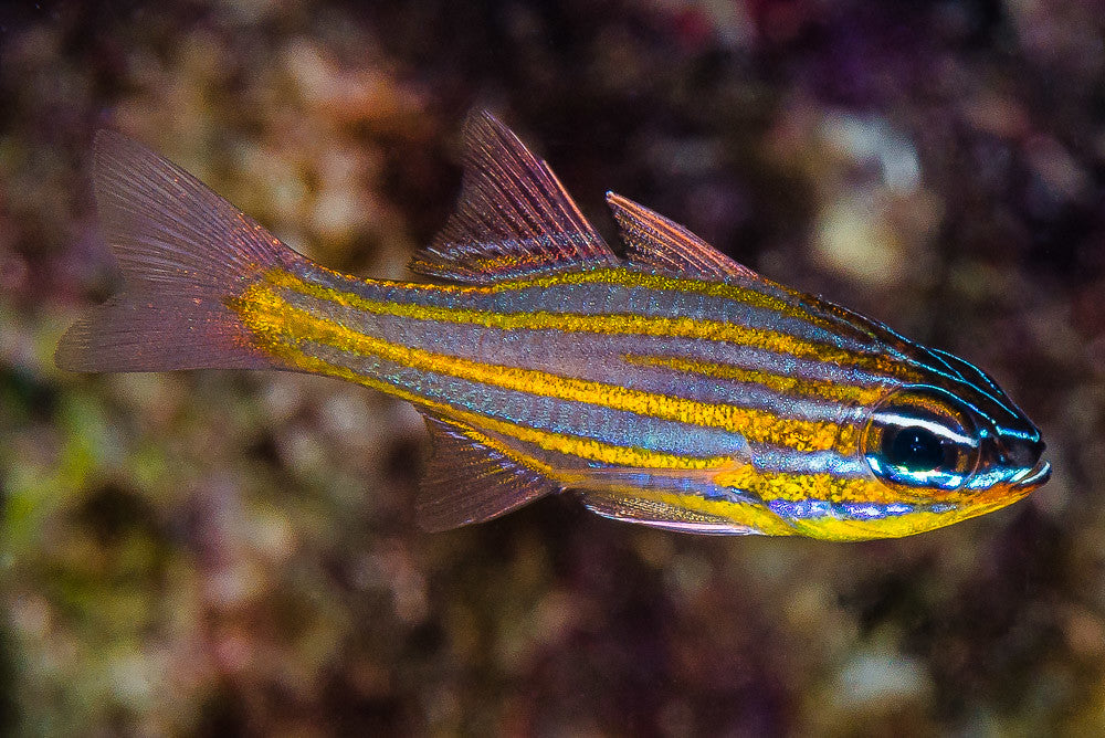 Cardinalfish - Orange Lined Striped (Ostorhinchus properuptus)