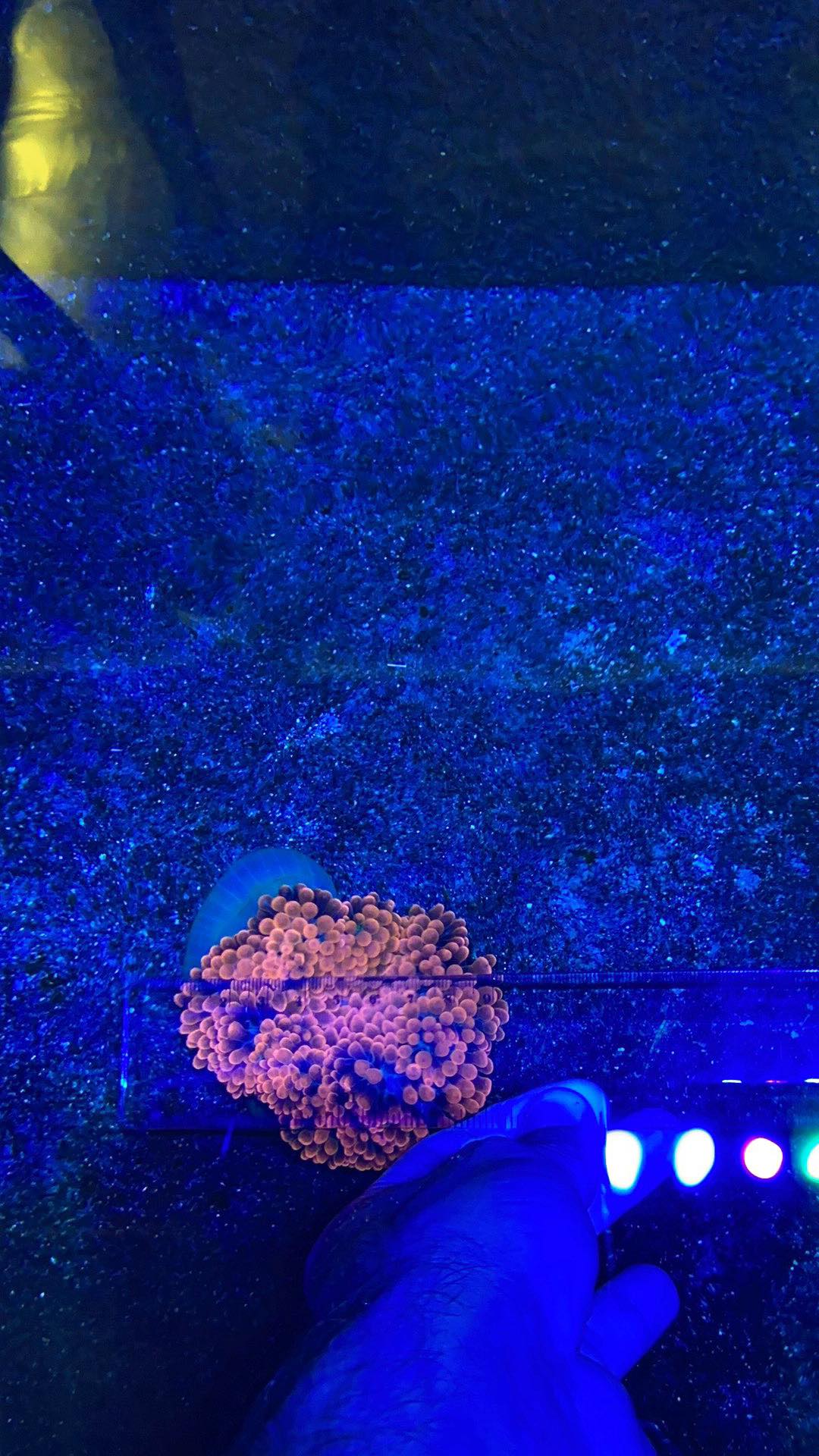 Anemone Bubble-Tip Rose (Rare) 5-6"
