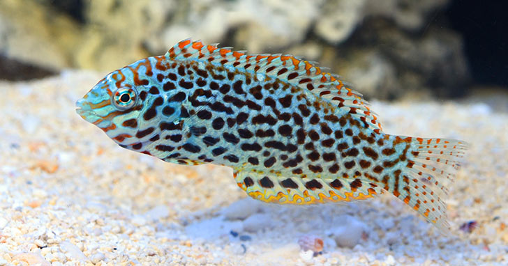 Wrasse - Leopard Green (Female)