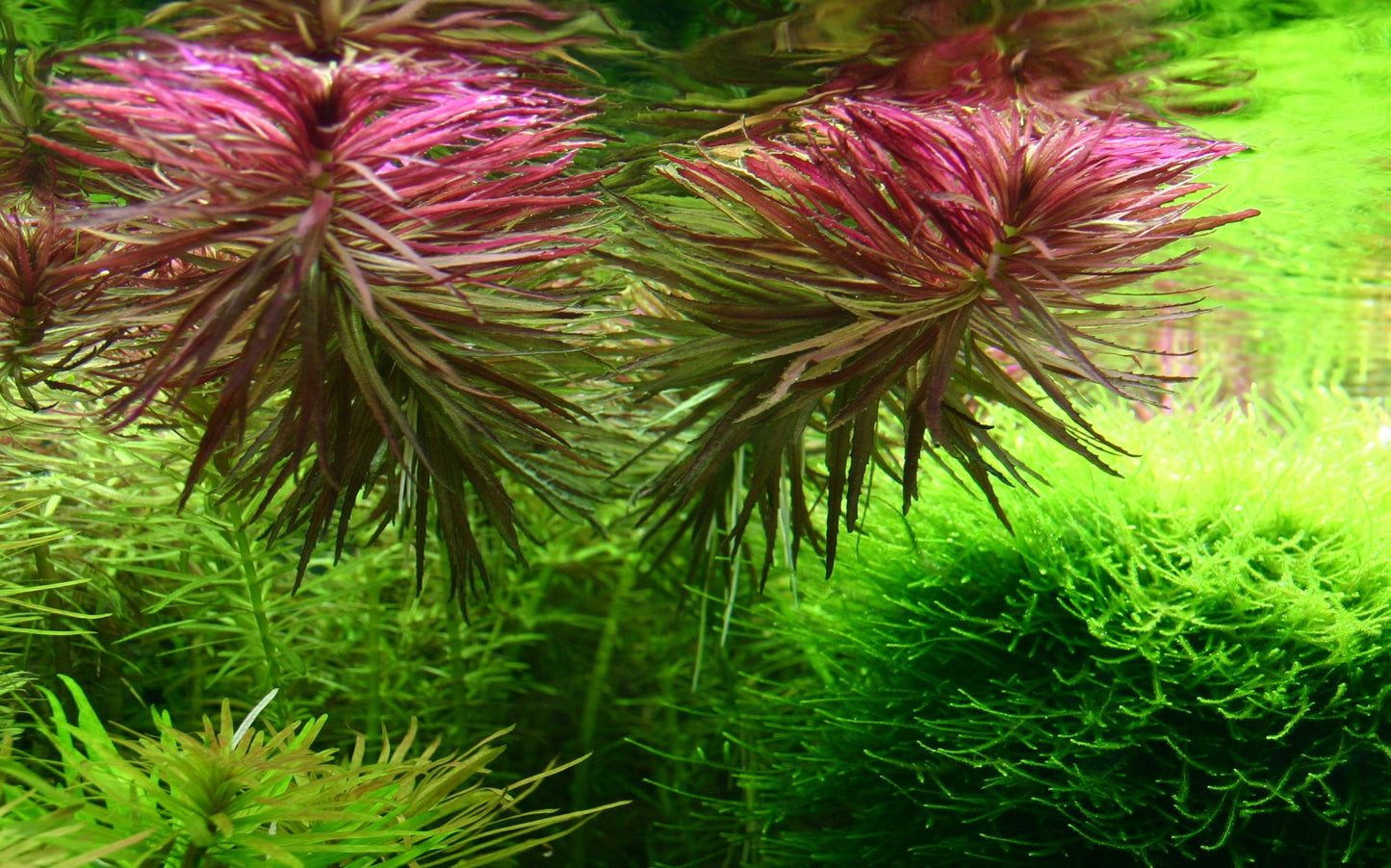 Limnophila aromatica