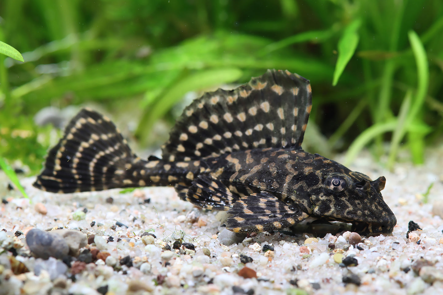 Pleco - Gold Spot (L1) (Pterygoplichthys joselimaianus)