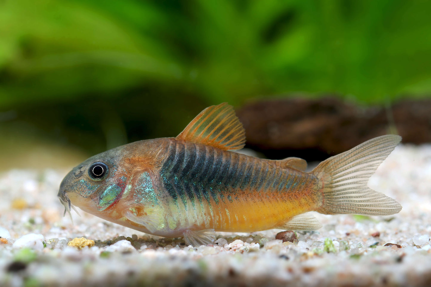 Corydora - Venezuelan Orange (Corydoras aeneus "Venezuela")