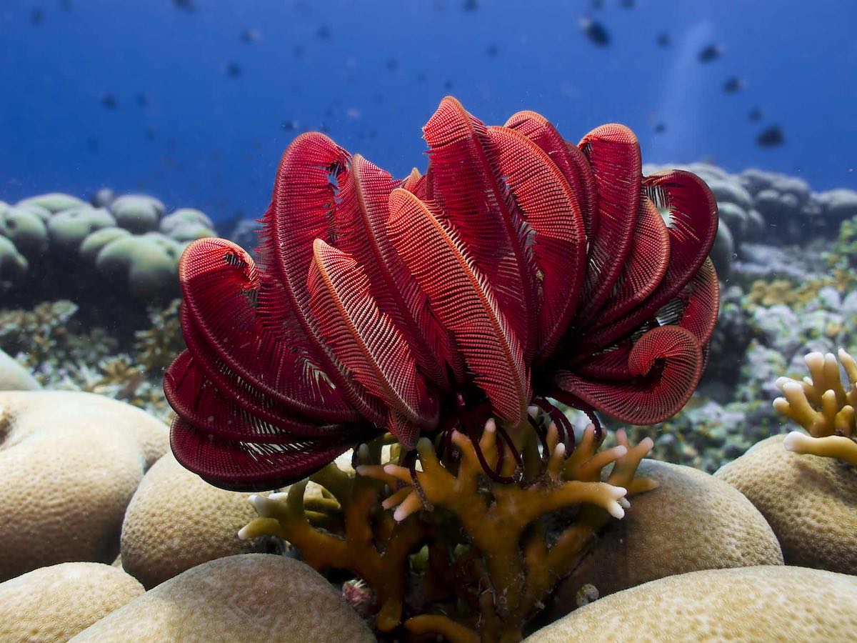 Feather Basket Star