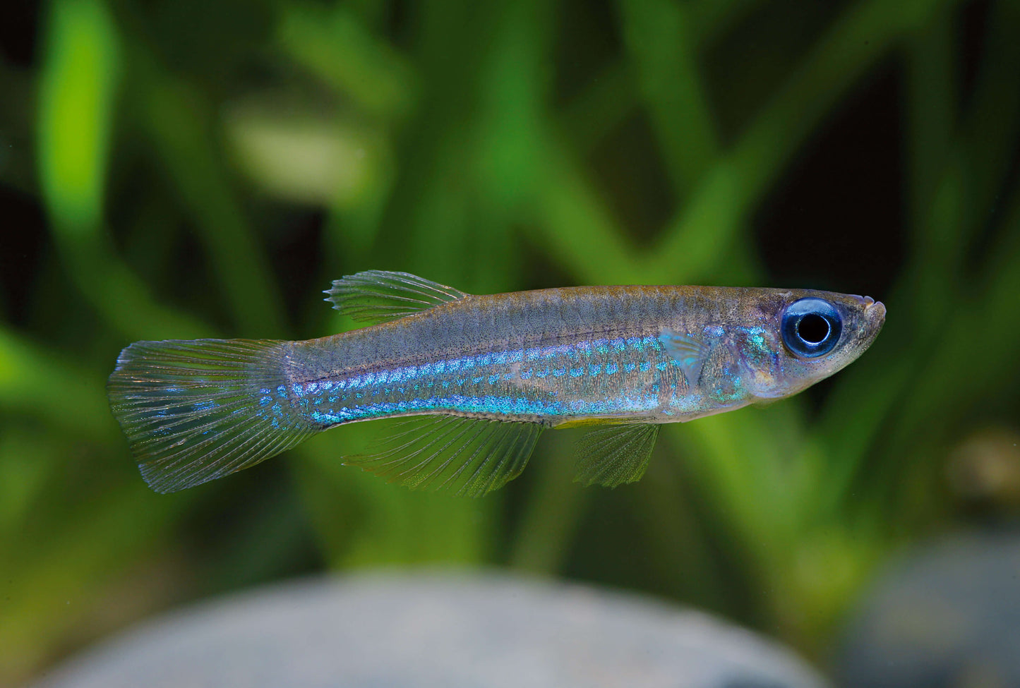 Killifish - Normans Lampeye (Poropanchax normani)