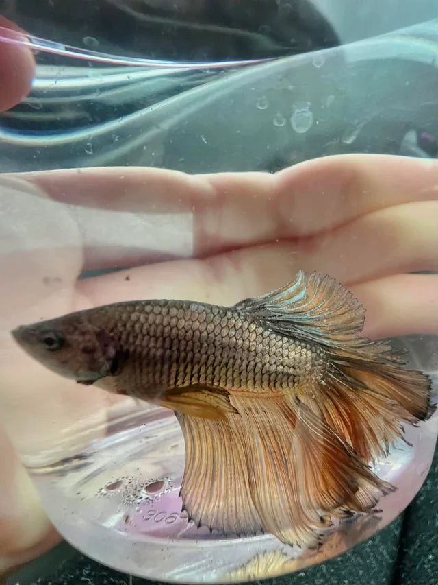 Betta Rosetail Male - Various