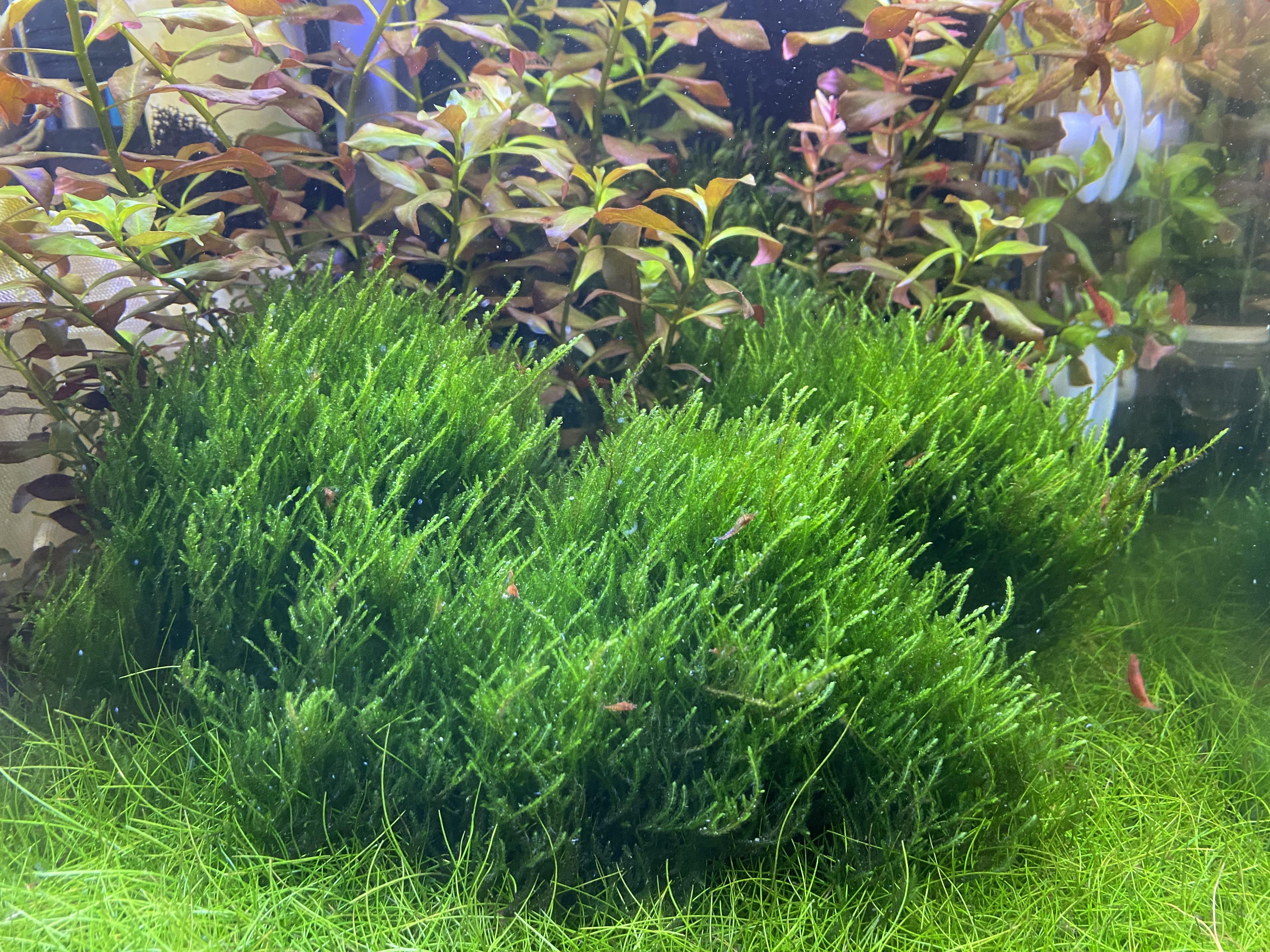flame moss bonsai tree Moss